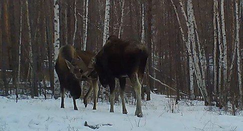 � ������������ ����������� � �������� ����������� ������ ��� ������� ��������