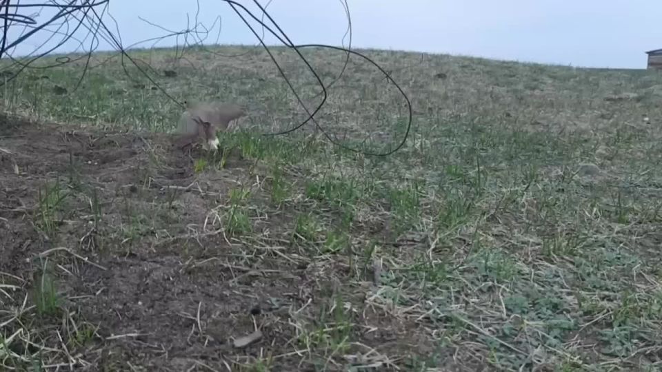 ��������� ����, �����������!