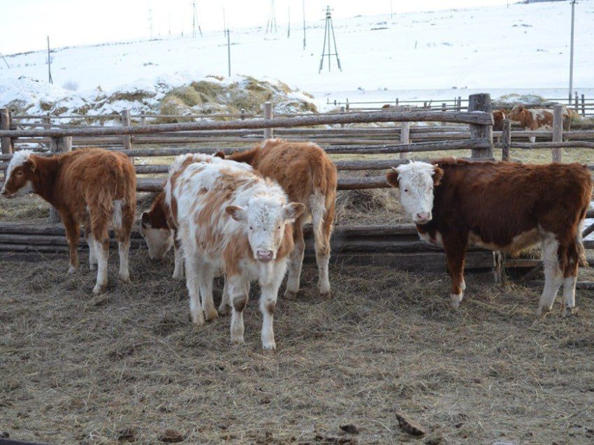 ��������� ���������� � ����������� ���� ���������� ������� ��� ����������� ������� �����