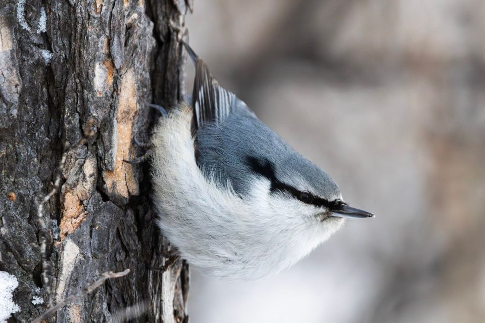 ������ ����, �����������! �� ��������� 20 ������, �������