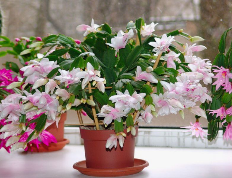 ��� ������, ���� ��� ��������� �����: �������� ������ �� �����