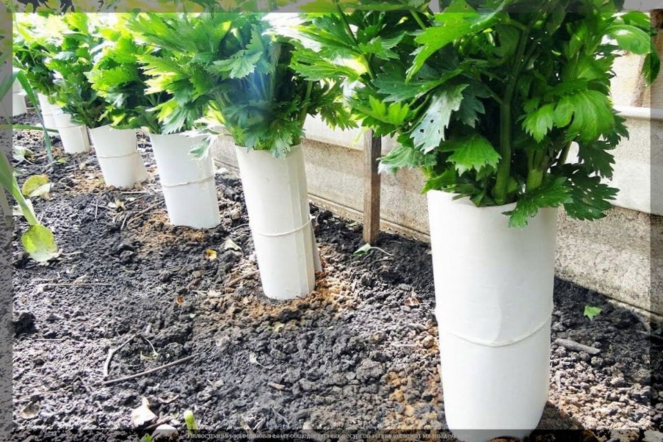 ������� ��� ��������: ����� ����� � ��������� ����� �������� � ���� ������