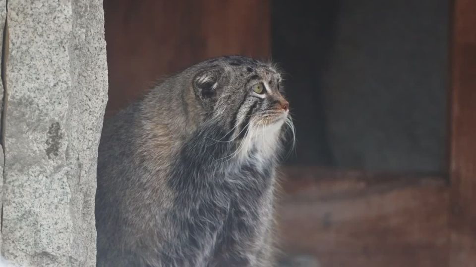 ����� ������� ����� �� ��������