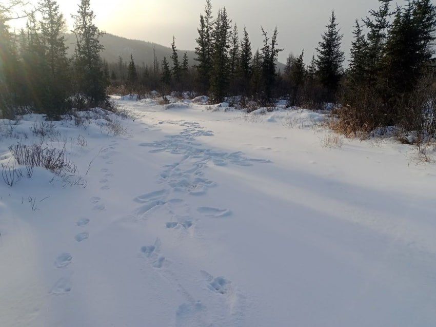 � ���������� ���������� ������ ����������� ����� ��������