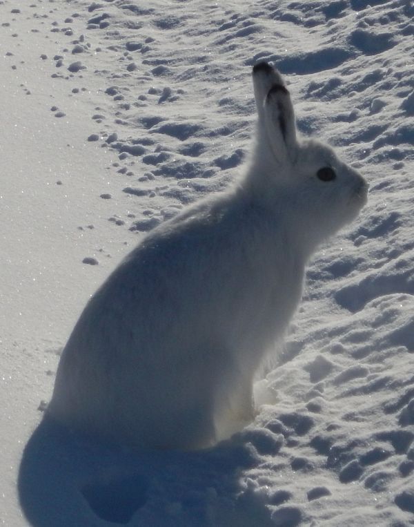 ������ ��������. ����� �������� ������� ������ � ����������