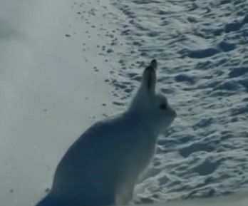 1234. �������� ���� ���� ����� �����