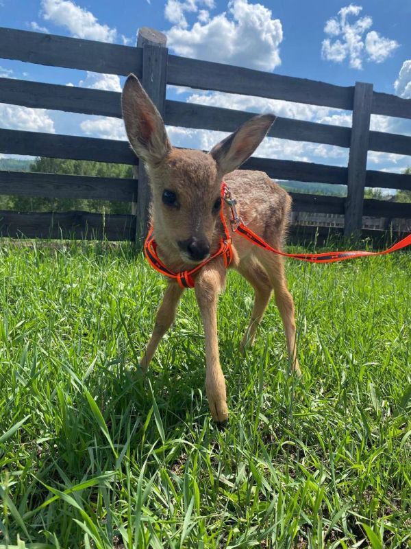 ��������� ���� ������ �����