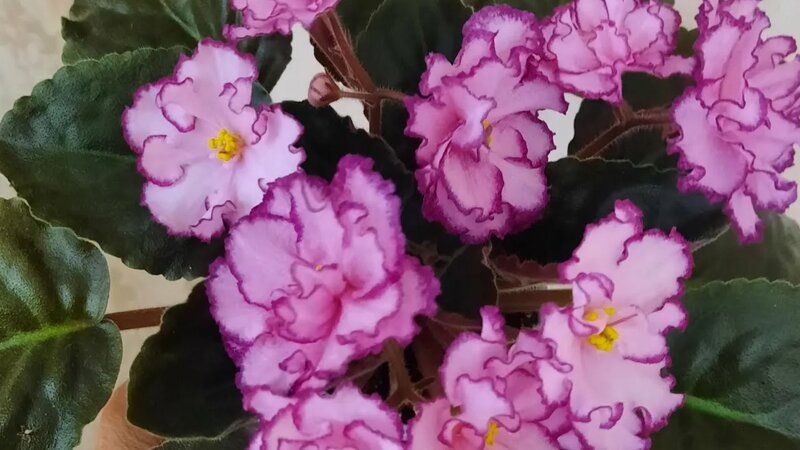 ��� �������� ������ �� �����: �� ����� �� ��������� ��������