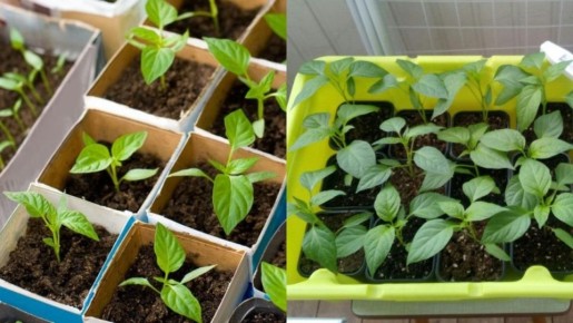 ������ ����� ������ ����� �� ��������� ��������� � ��� ������ ��������� 70%