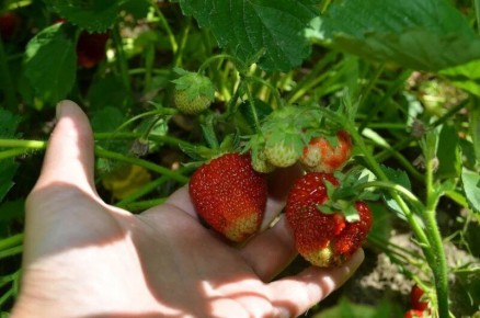 ��� ����� ������ �������� ���������� ������� ����� � ��������� ������� �������