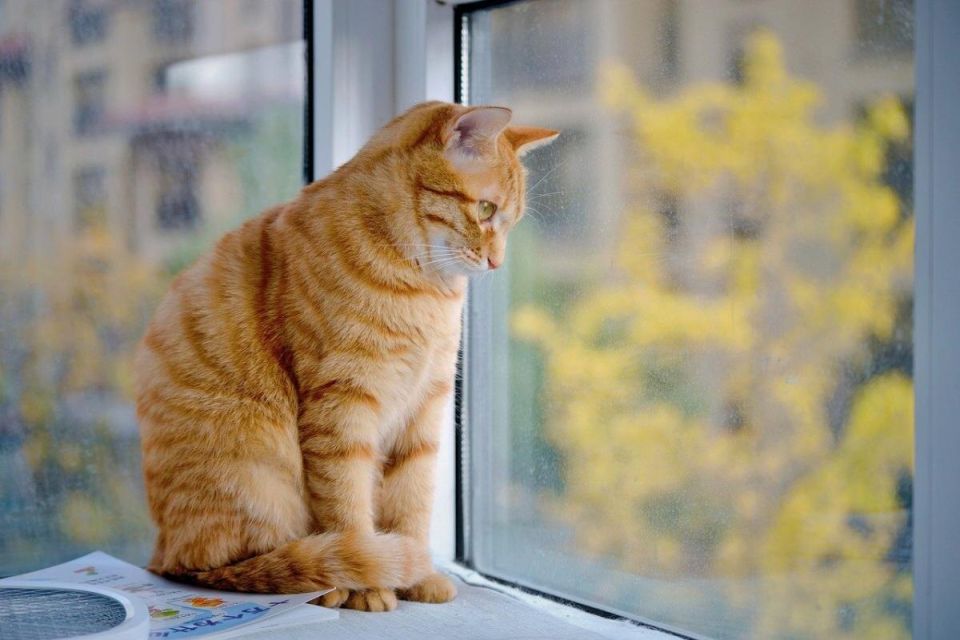 � ��� �� ����� ���� ������ ����: ���������� �� �� �����������