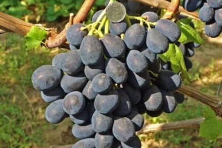 ����������� ��������� �������: ������ � ������� ������