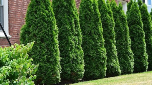 ������ ��������� ���: ������� ��� ����� ���� � ��������� �����