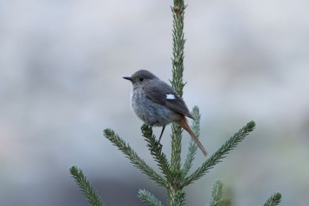 ������ ���� ������ ���������� � ����� �������! ������� 31 ������ � �������