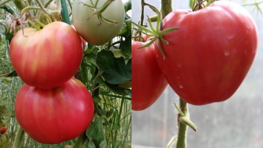 ������ �� ������ �����������: ����������� ������, ������� ��� ������