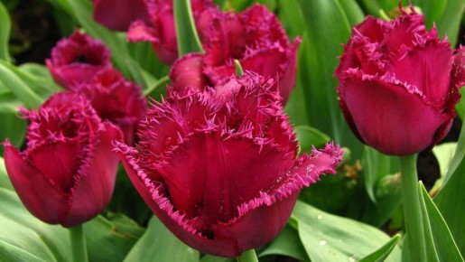 ������� ��������: ������� � ��������� �����