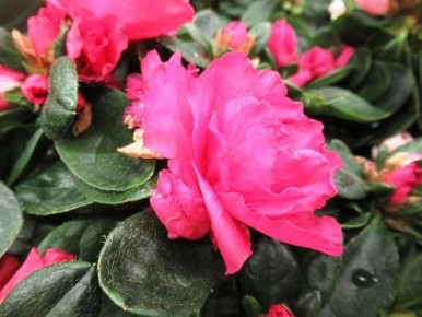 ���������� ���� �� �������: ������� ��������� �������� ����� �������