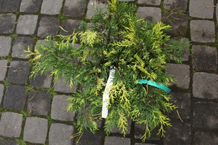 �������� ������ ������: ������� ������� �� ���������