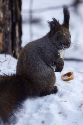 ������ ����������. ������, ����� ���� ������ ������ �����, ����������� � � �������� �����������