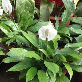 ������� ����� �� �������������: ��� �������� �������� ������� ���