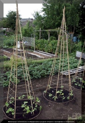 ��� ������������ ���� �� �������� ����� � ����: ������ �� ����� ���������� �������