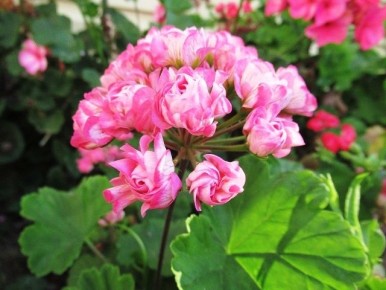 ��� ������� ��������� ������� ���������� ���������� � ��������