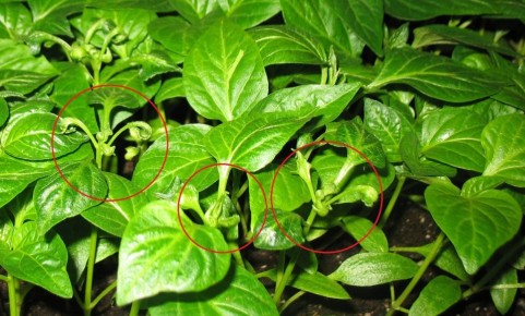 ������� ������� ������: ������ ����� ������� ������ ������ � �����