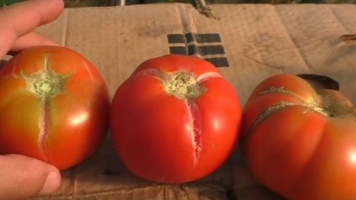 ��� ��������� ����� ������� ������� ������ ���������: 7 ������ ��������