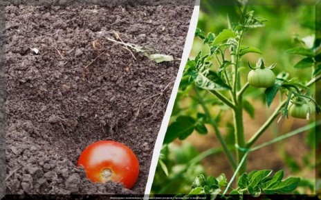 �������� � ������� ������� �� �����������: ���������� ������ ��������� ������� �������