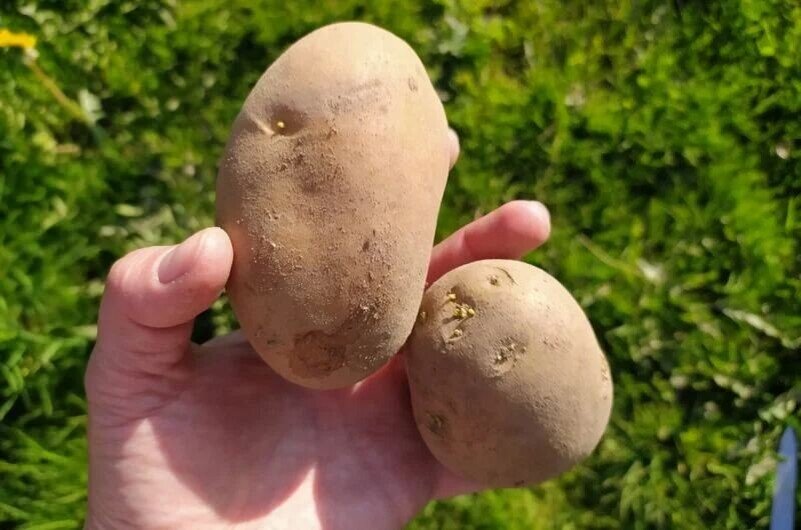 Как правильно подготовить клубни картофеля к посадке: хитрости дачников