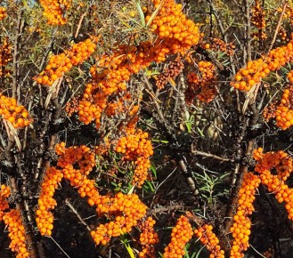 ��������: ����������, ������� ����� �����������