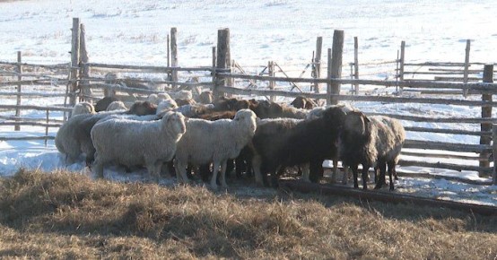 ����������������� ��������� � �������� ������ �������� ��������� ���� ��������� ����������