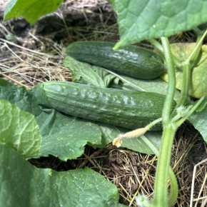 ������� ������� 2026: ����� ����� ����� �������� � ���� ����