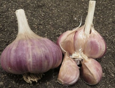 ��� ���������� ��������� ����� ������ ������� �������