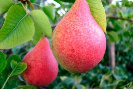 ����� ���������: ��������������� ���� � ��������� ����������