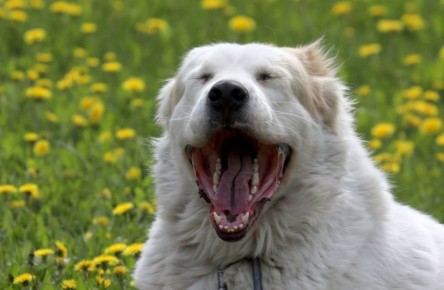 � ������� �������� ���������� �� �������� ��� ����������� �������� ��������