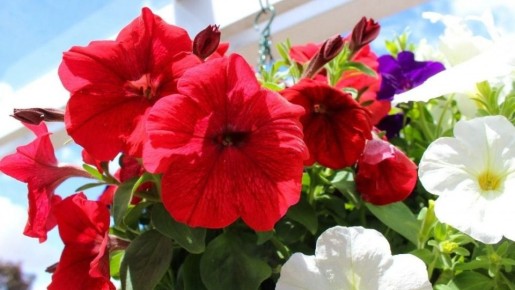 �������� ����������� ������� ��� ���������: ������� �������� ���������