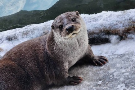 ������ ���� ��� ������� ������ ����� ����