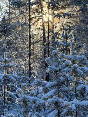 ������ ����, �����������. ��������� ������ �� ���� ��������, ���������� ���, ��������� ����� ���� � ������