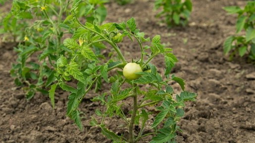 ���������� ������ � ���� �������: ��� ��������� ������ ��� ������ ����