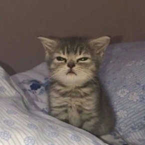 ������� ����, �����������. �� ���������� ����������, ������ ���� 13 ������� � � ������� ����� 14 ������� ��������� ����, �������� ����� �� 17-22 �/�, ������ � ��������� ����������� �������