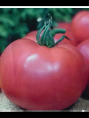 ����� ����: ������� ����������� ������ ���������� ������