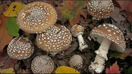 ���������: ����� �������� ����� ������, ������� ������ ��������