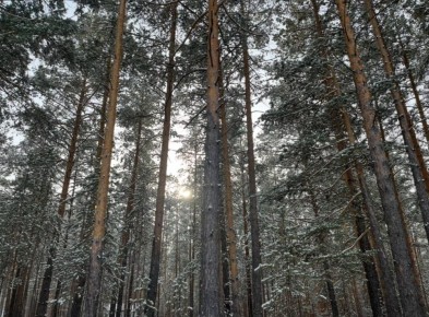 ������ ����, ������� ������!