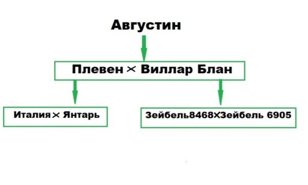 Виноград Августин: уникальные качества, которые покорят садоводов