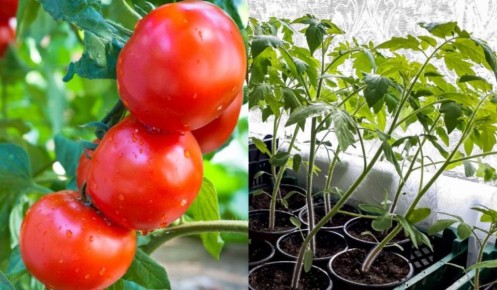 ��� ��������� �������� � ������: 7 �������� �������� ���������