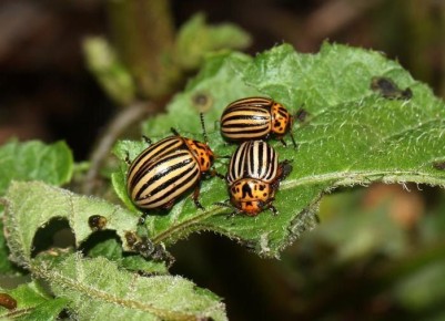 ��� ������������ ������������ ������ ��� �������� ������