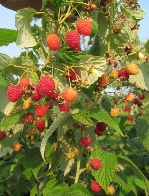 Увеличьте урожай ремонтантной малины с помощью этих простых советов