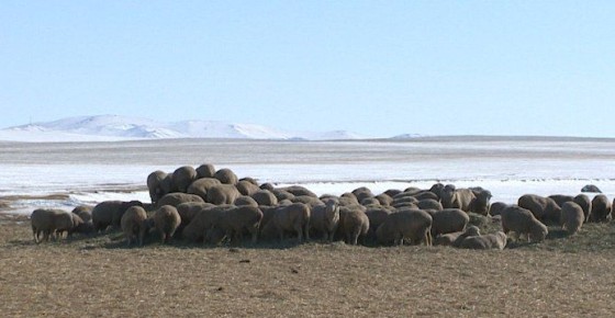 Сельхозкооперативы и фермеры Забайкалья в 2025 году увеличили производство продукции