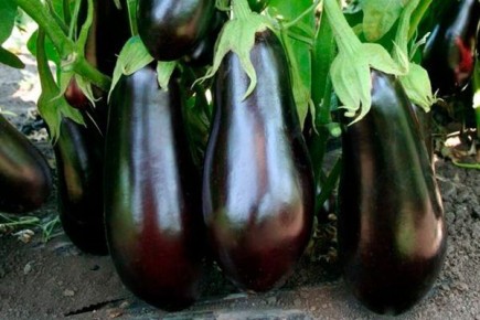 �������� ������ �� �������� ��������: ���� � ������� ������ � ��� ������